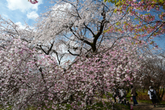 250330a京都植物園16