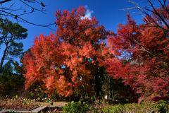 231202a京都植物園07