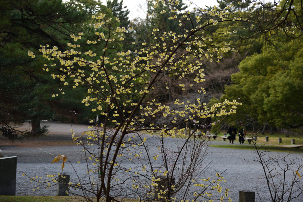 200116c京都御苑11