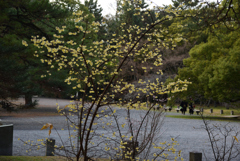 200116c京都御苑11 200116c京都御苑11