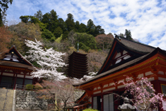 190412a談山神社12