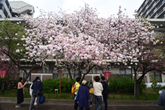 220413a造幣局13爛爛