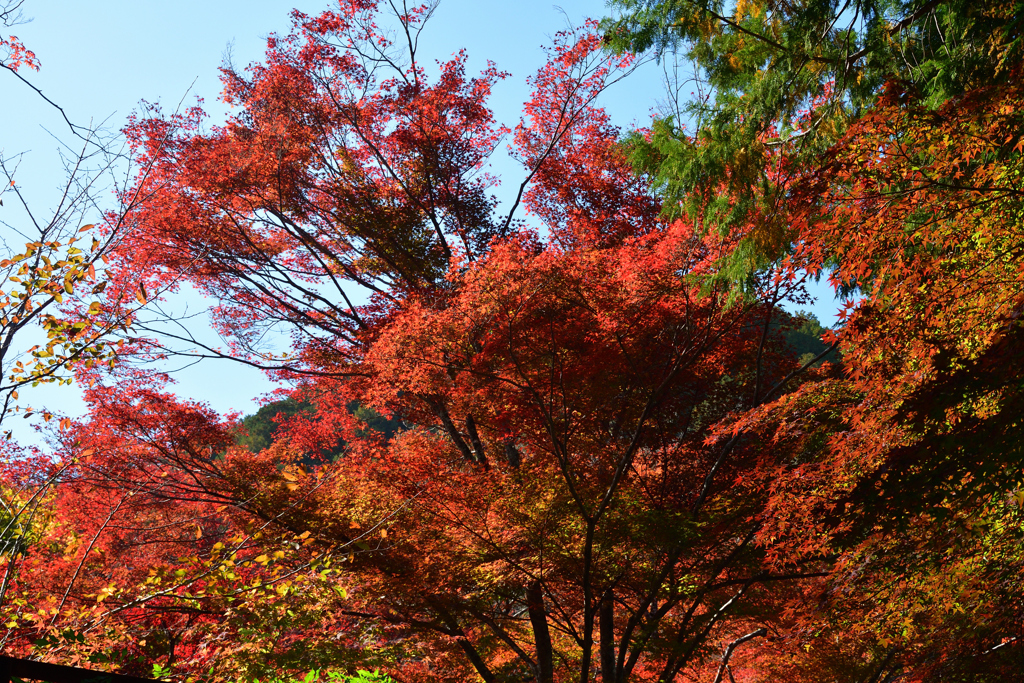 251115b妙祐久遠寺08