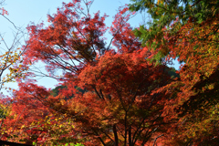 251115b妙祐久遠寺08