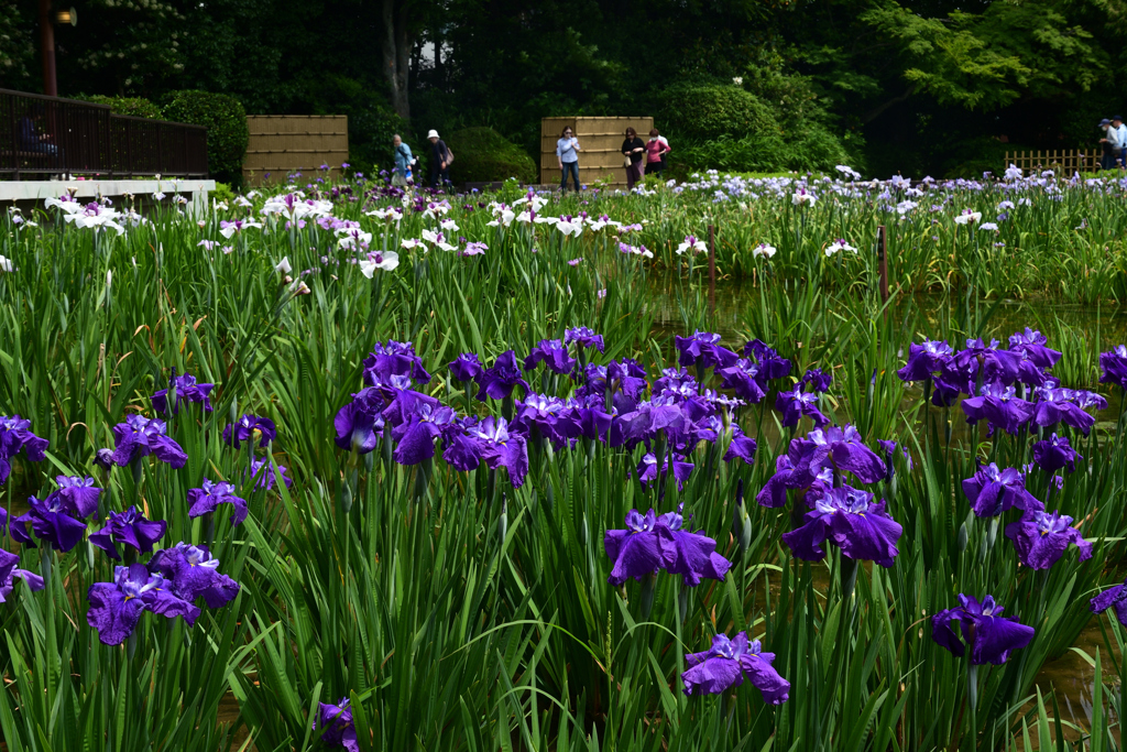 230607城北公園25紫雲の重