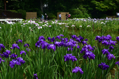 230607城北公園25紫雲の重