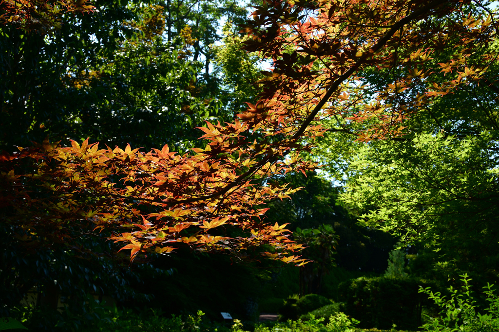 250731京都植物園10