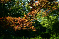 250731京都植物園10