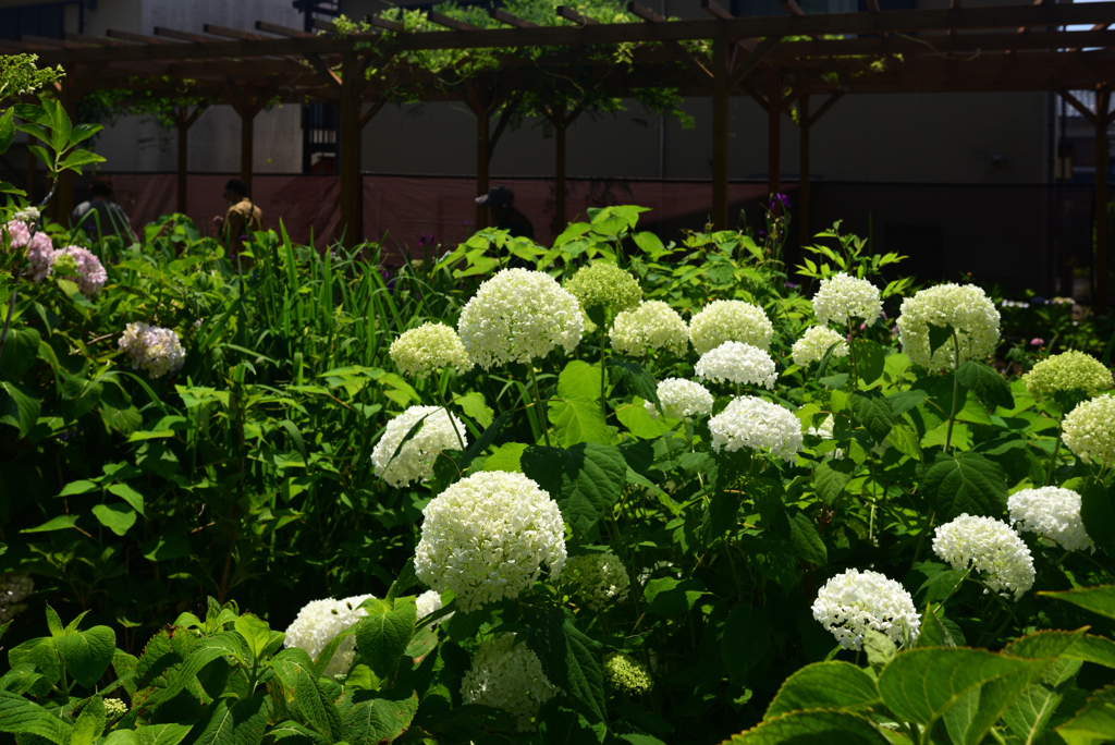 240613b藤森神社17