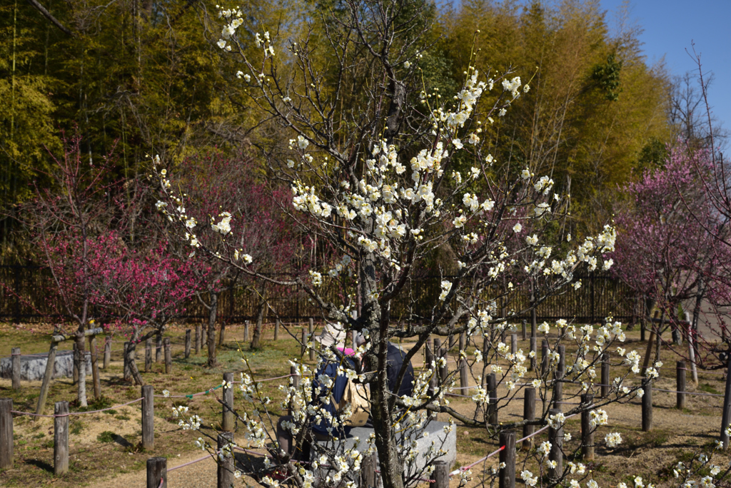 190226a馬見丘陵公園14