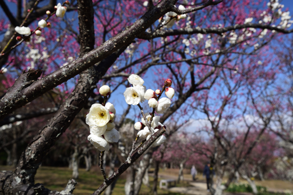 190212山田池公園08叡山白