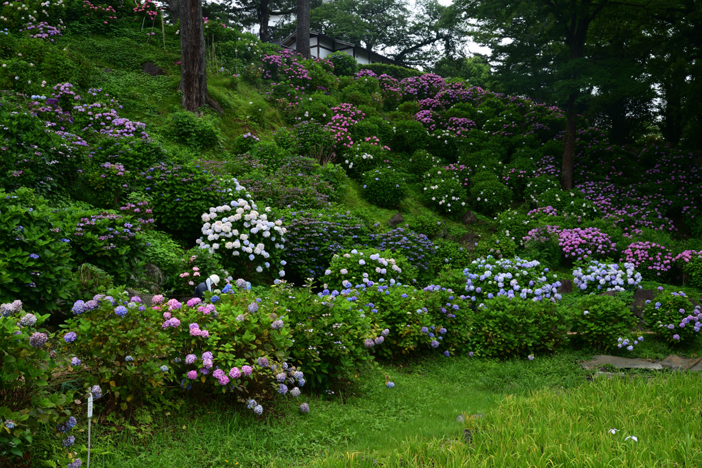 230623g小田原城95