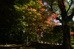 221108a上賀茂神社21
