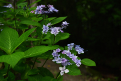 200627万博公園09