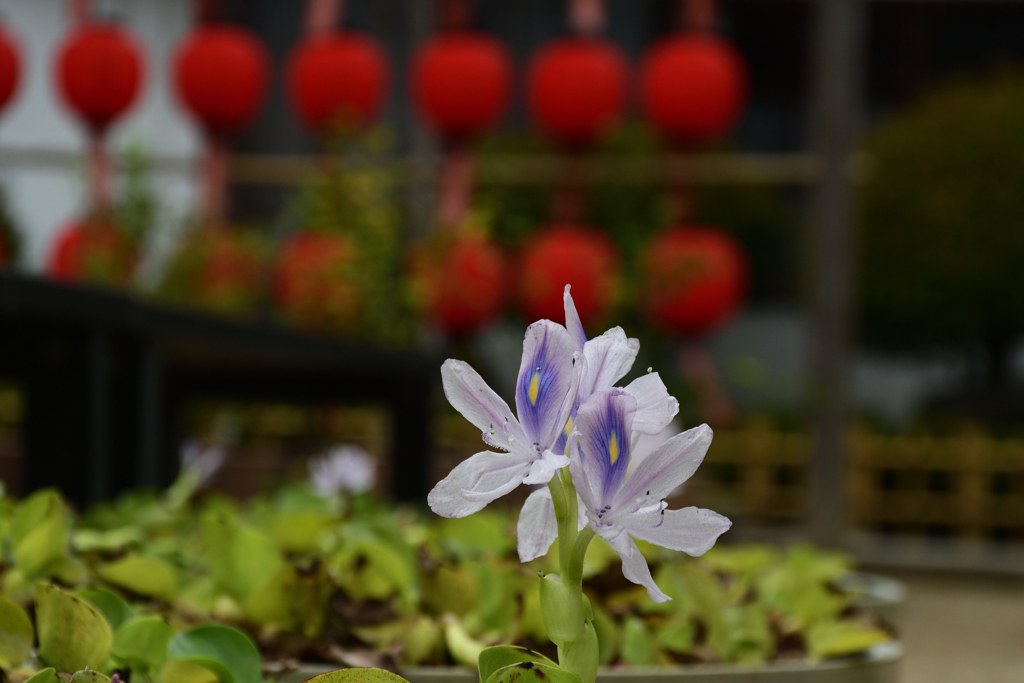 251021bおふさ観音24