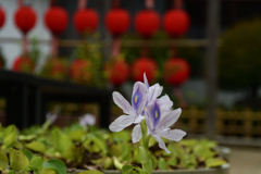 2501021bおふさ観音24 2501021bおふさ観音24