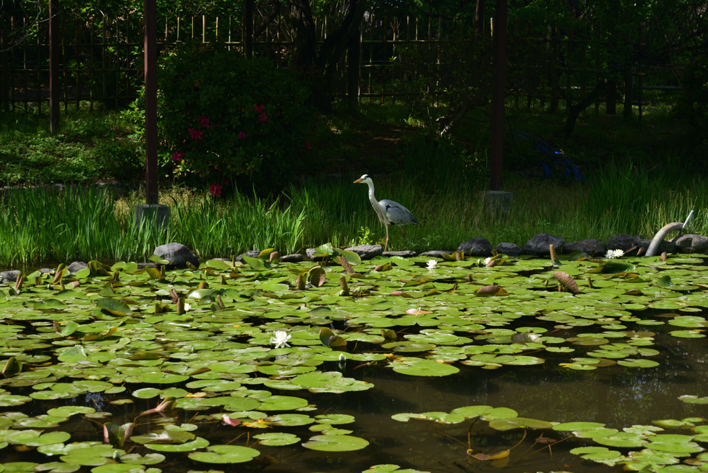 220422梅宮大社34