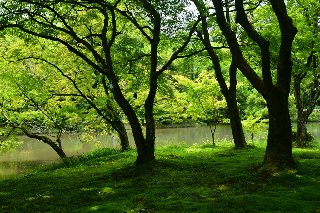 230613京都植物園59