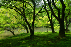 230613京都植物園59