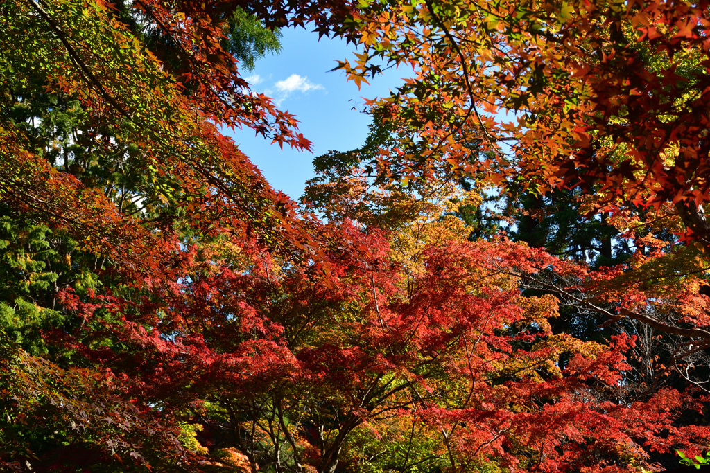 251115b妙祐久遠寺09