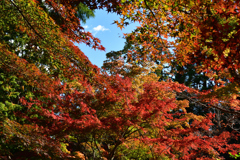 251115b妙祐久遠寺09