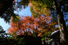 221125d鈴虫寺34