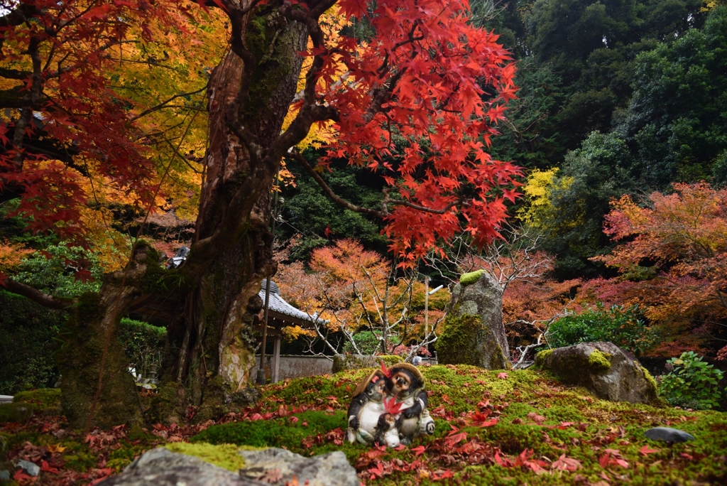 181130c南禅寺高徳庵37