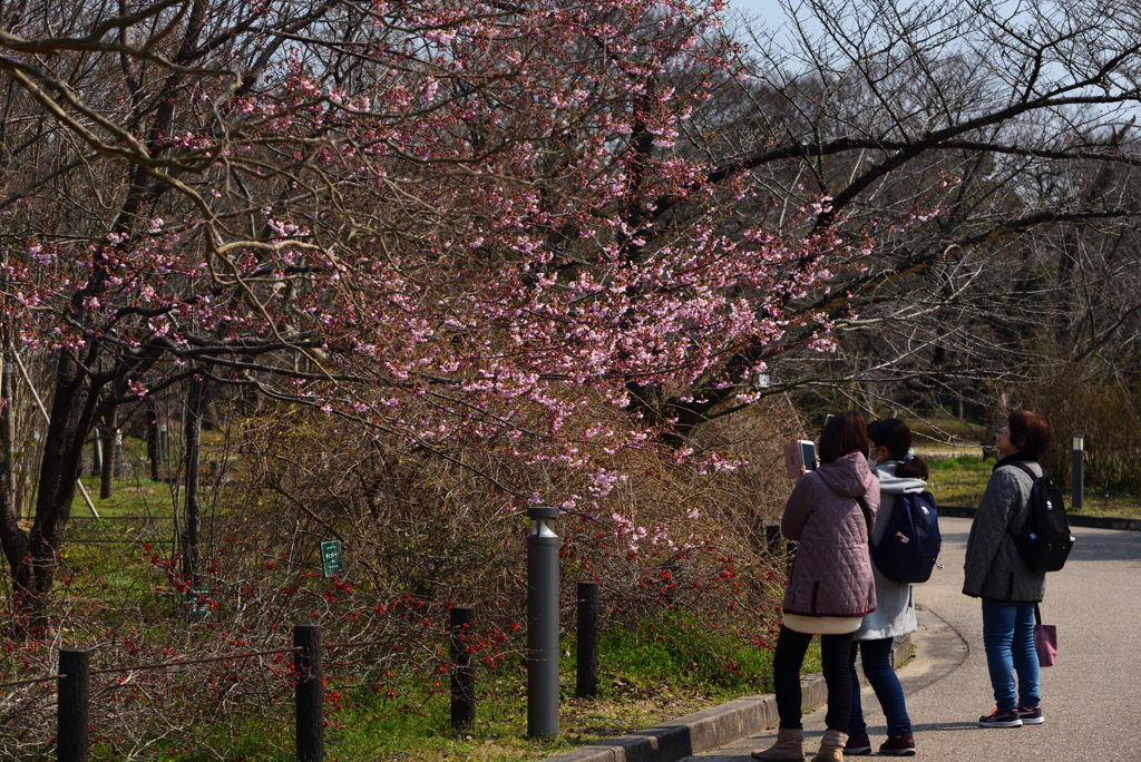 190315京都植物園74