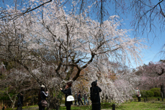 250330a京都植物園24