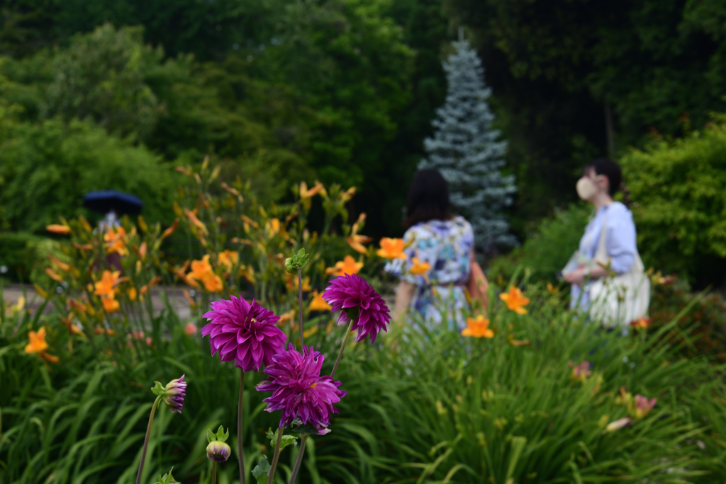 220609京都植物園71