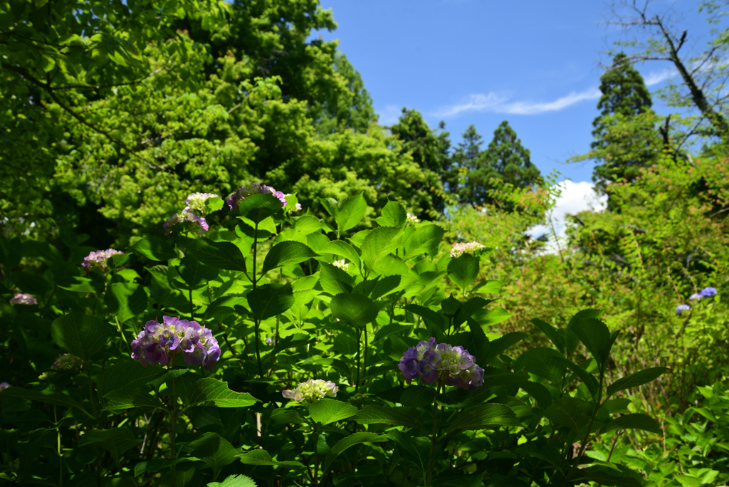 220609京都植物園02