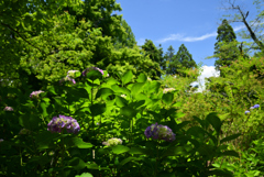 220609京都植物園02