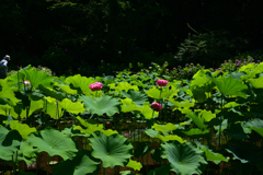 230704京都植物園10