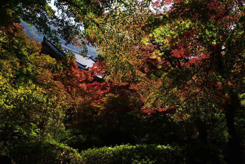 221112a久安寺29