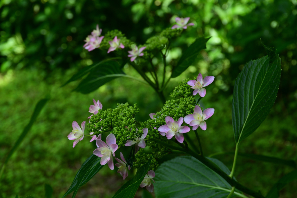 250601京都植物園09