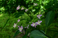 250601京都植物園09