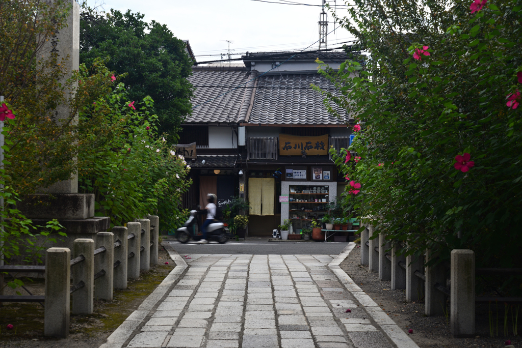 240927a妙蓮寺24