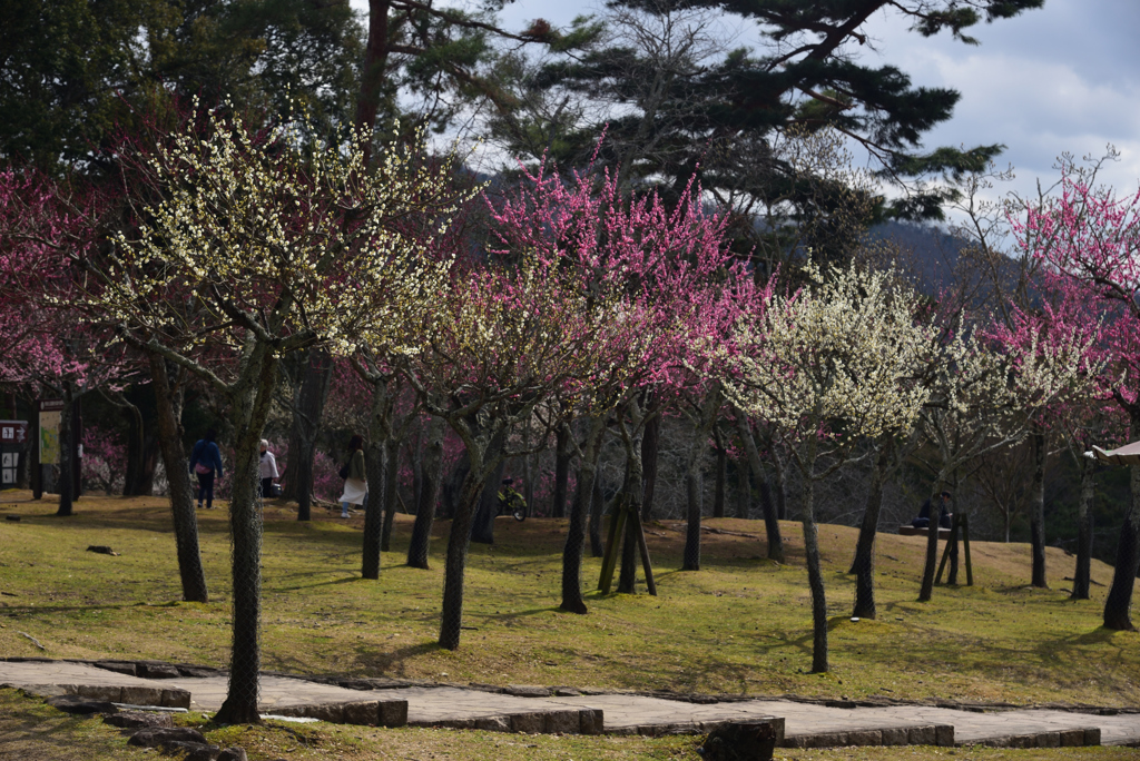 190314奈良公園12