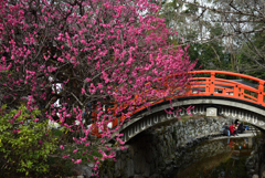 190222b下鴨神社17