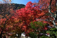231121a善峯寺30