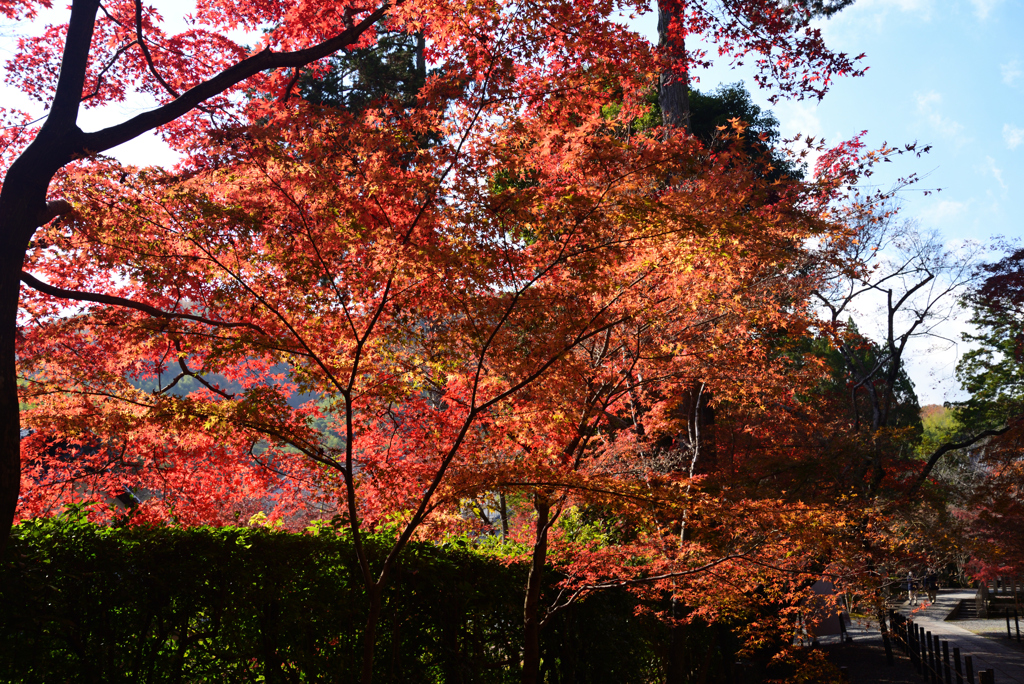 211203a光明寺41