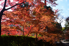 211203a光明寺41