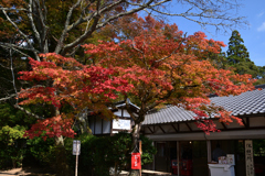 231102b神護寺50