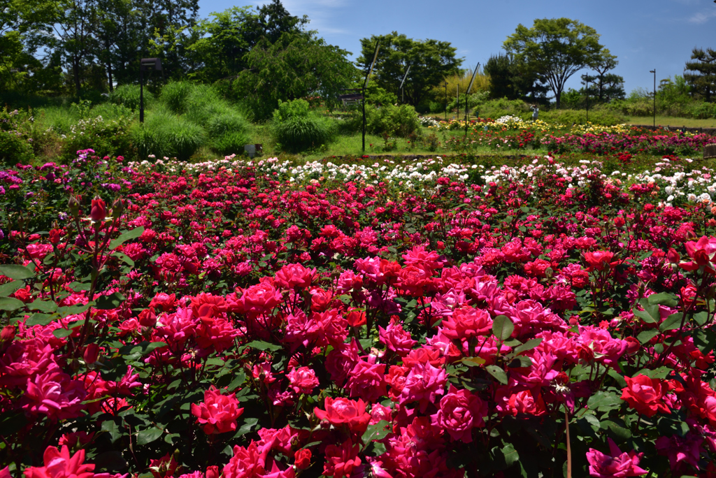 190522浜寺公園05