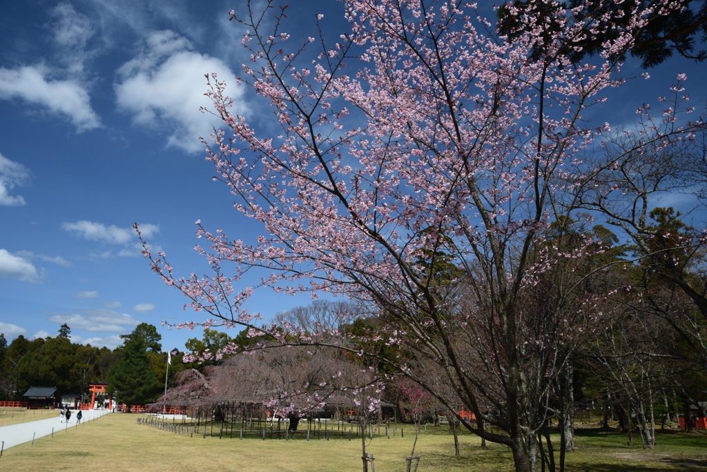 180323d上賀茂神社42