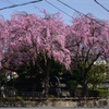 220330a佐保川36