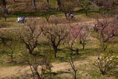 220316a市大植物園44
