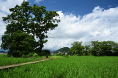 200718a本薬師寺跡02