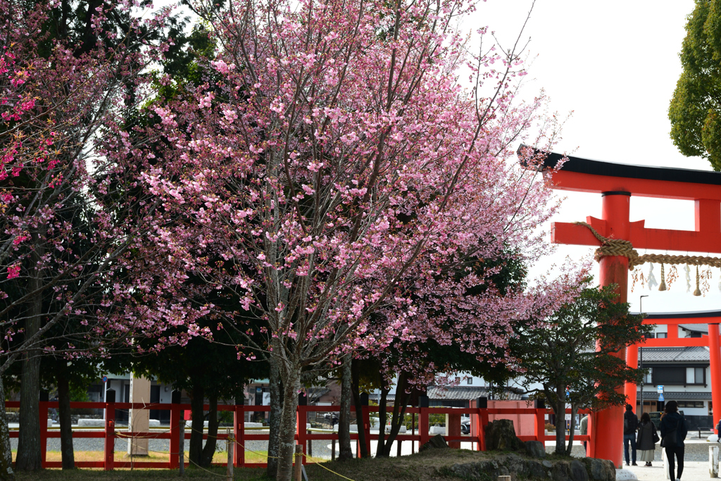 250331a上賀茂神社16