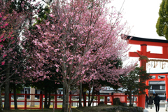 250331a上賀茂神社16